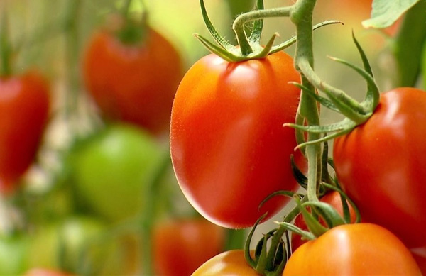 Tomate